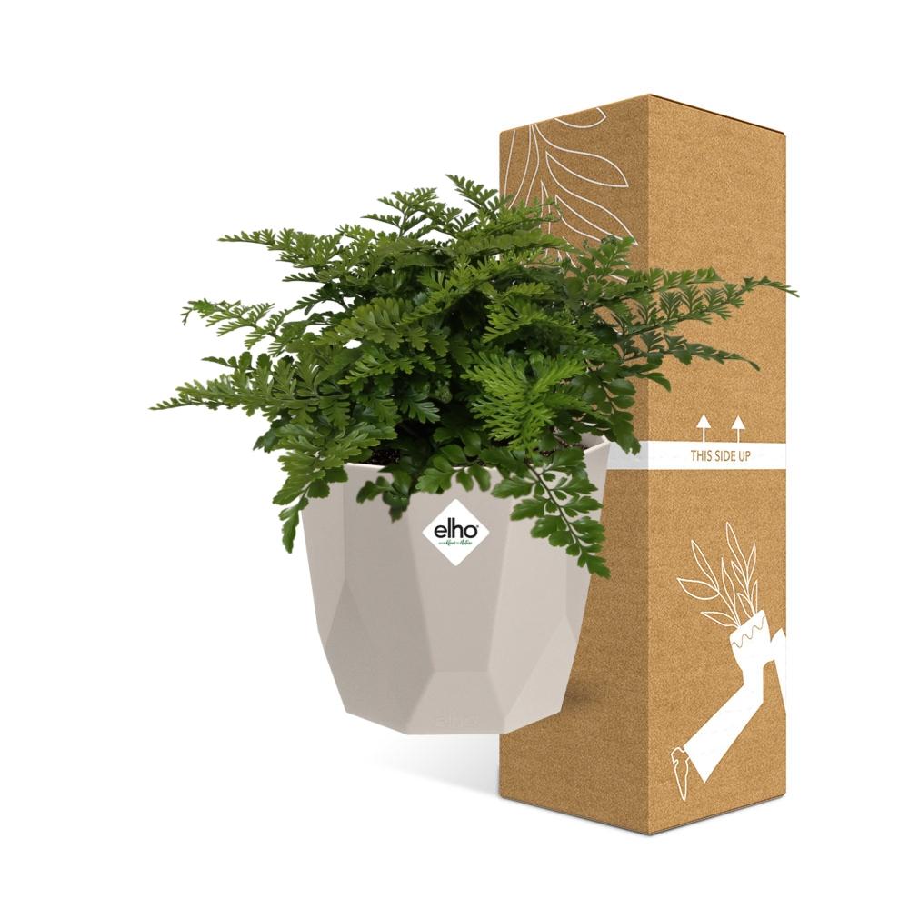 Asplenium Parvati in ELHO b.for rock 14 cm warm grey