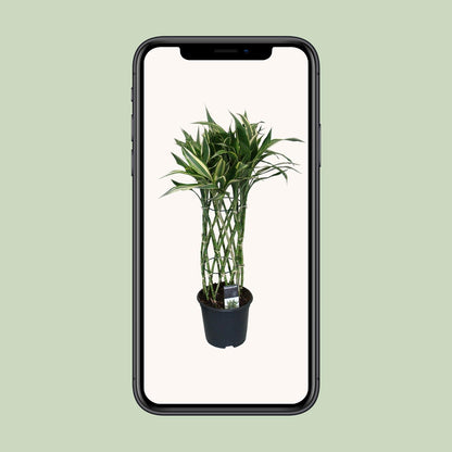 Dracaena Godsefiana - Ø19cm - ↕75cm