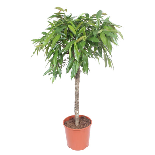Ficus Amstel König – 130 cm Zimmerpflanze mit geflochtenem Stamm