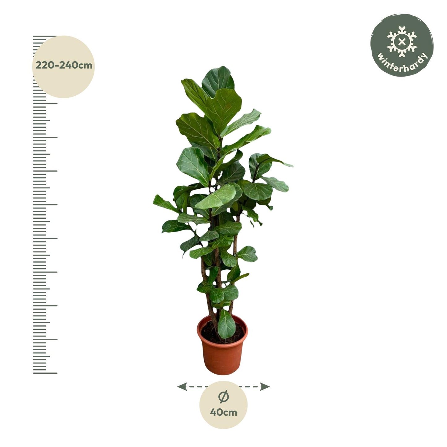 XXL Geigenfeige 220 cm – Elegante Zimmerpflanze Ficus lyrata