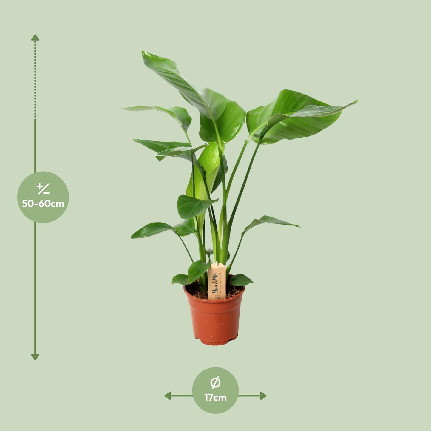Strelitzia Nicolai - Ø17cm - ↕60cm