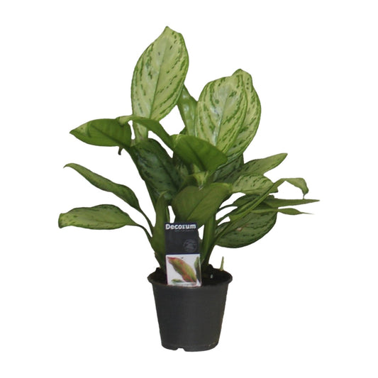 Aglaonema Christina - Ø12cm - ↕30cm