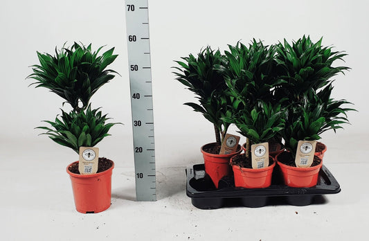 Dracaena Compacta 30-10 55cm - Ø17cm - ↕55cm