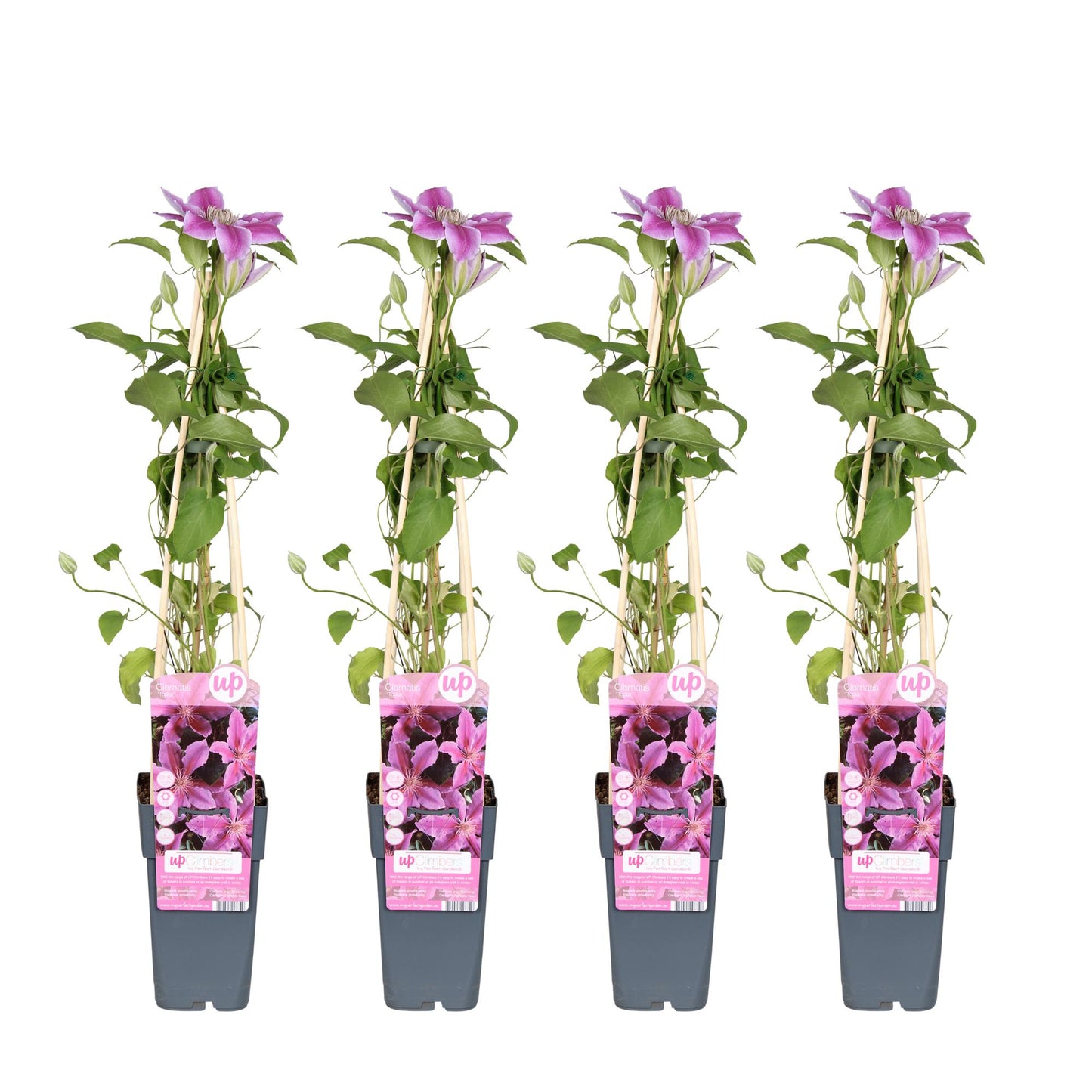 4x - Clematis Tudor - ↨65cm - Ø15
