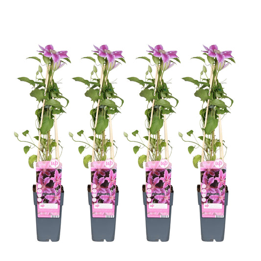 4x - Clematis Tudor - ↨65cm - Ø15
