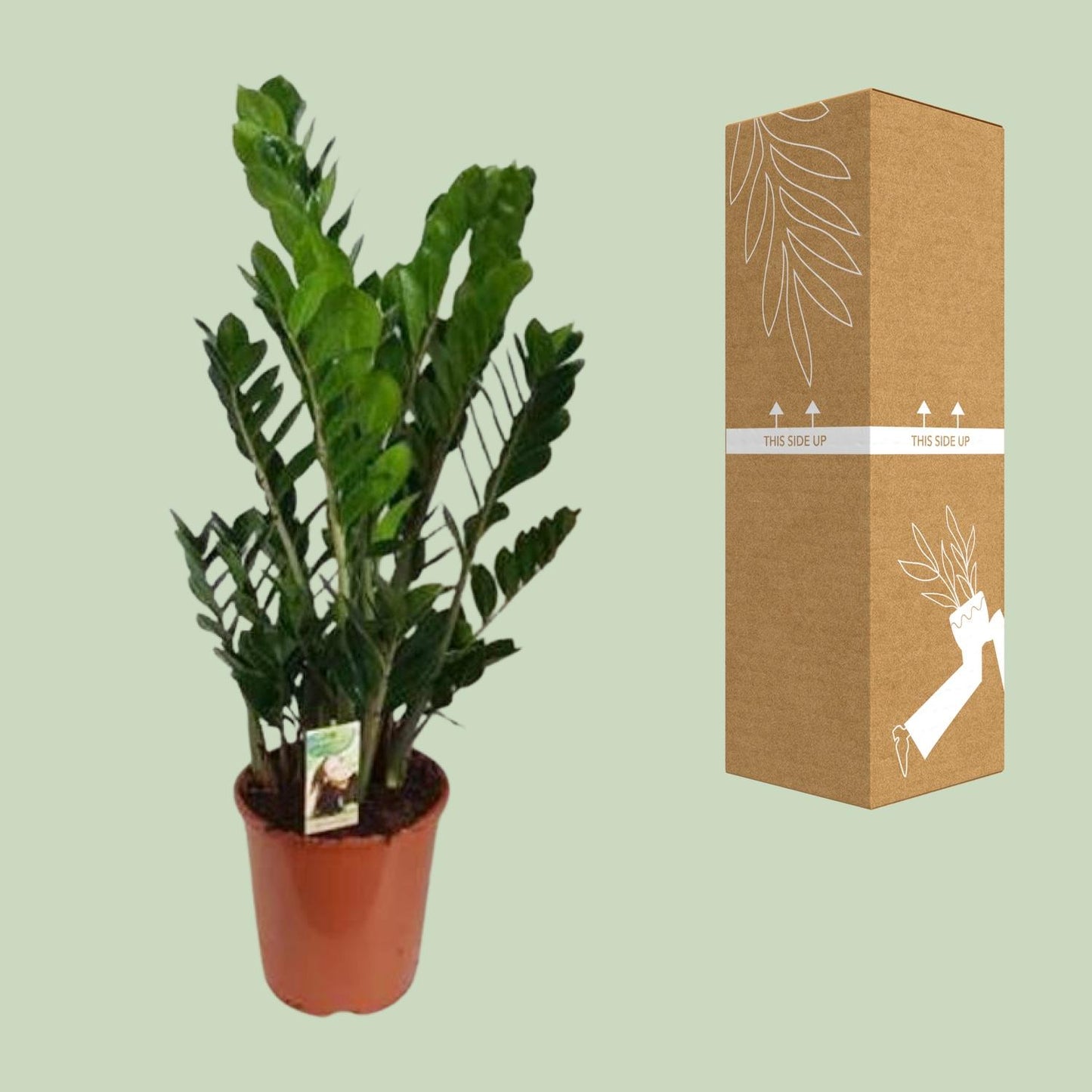 Zamioculcas Zamiifolia - Ø27cm - ↕100cm