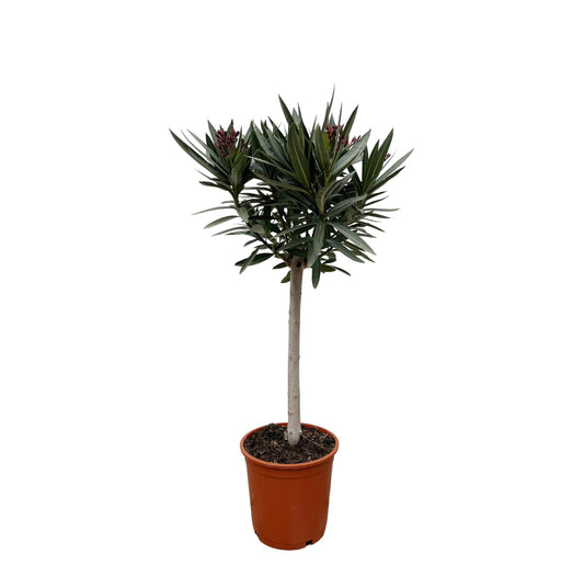 Rosa Oleander Stämmchen – Mediterrane Kübelpflanze 90 cm