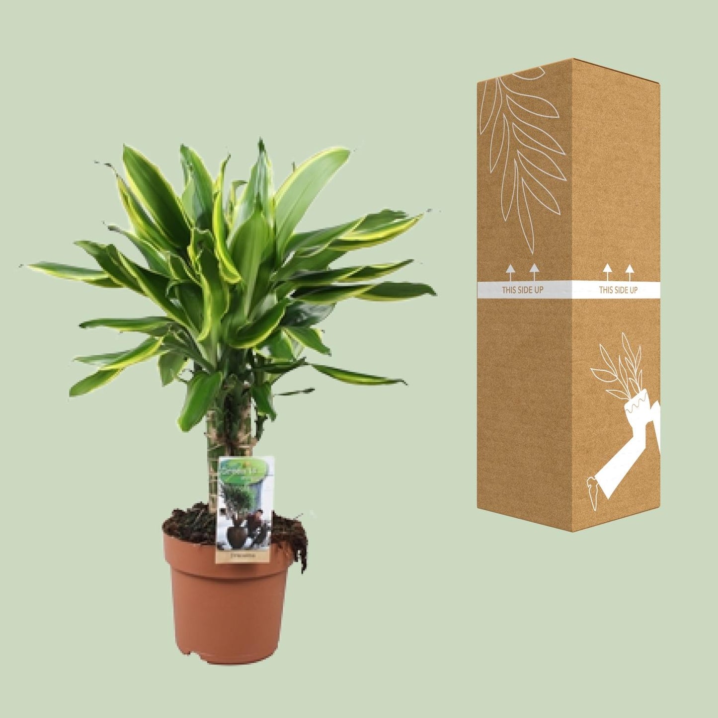 Dracaena Golden Coast - Ø17cm - ↕50cm