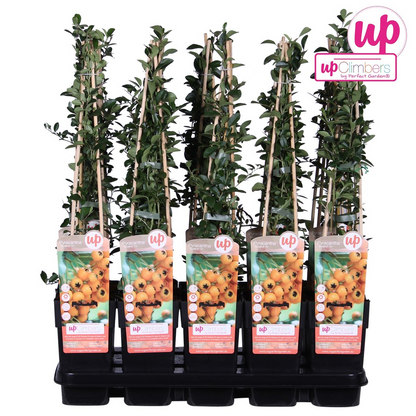 Pyracantha 'Soleil dOr' - Ø15cm - ↕65cm