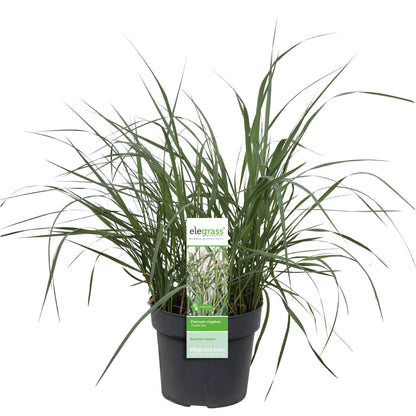 Panicum virgatum 'Prairie Sky' - Ø19cm - ↕50cm