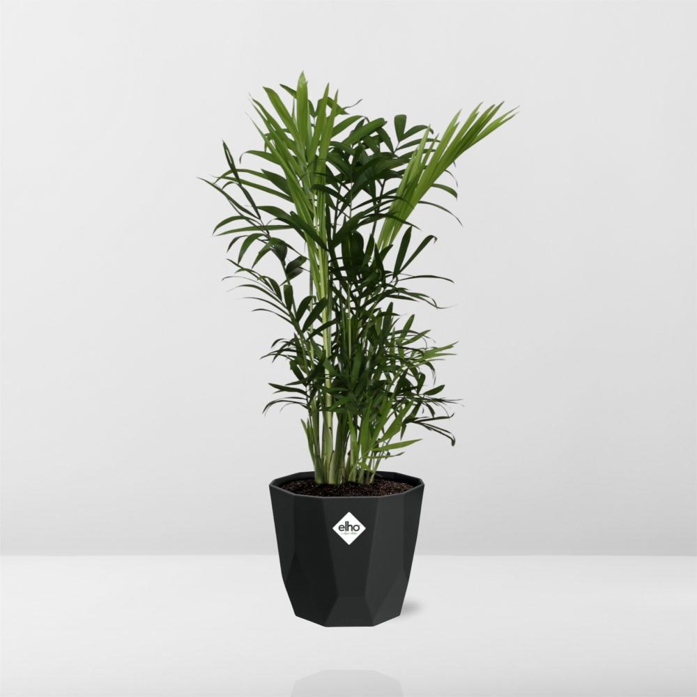 Chamaedorea Elegans in 14cm b.for rock living black