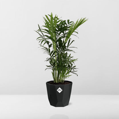 Chamaedorea Elegans in 14cm b.for rock living black