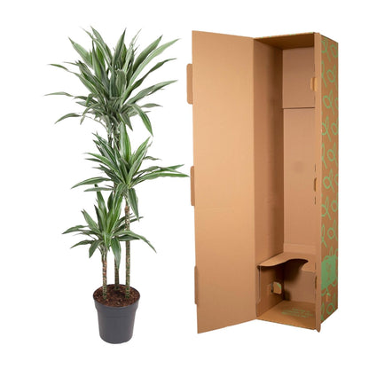 Drachenbaum Warneckei – Elegante & Pflegeleichte Zimmerpflanze 100 cm