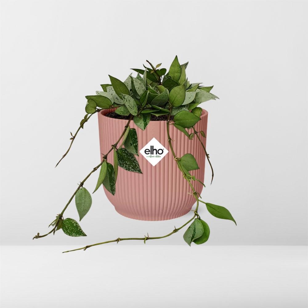 Hoya Krohniana Eskimo in ELHO Vibes Fold 14cm roze