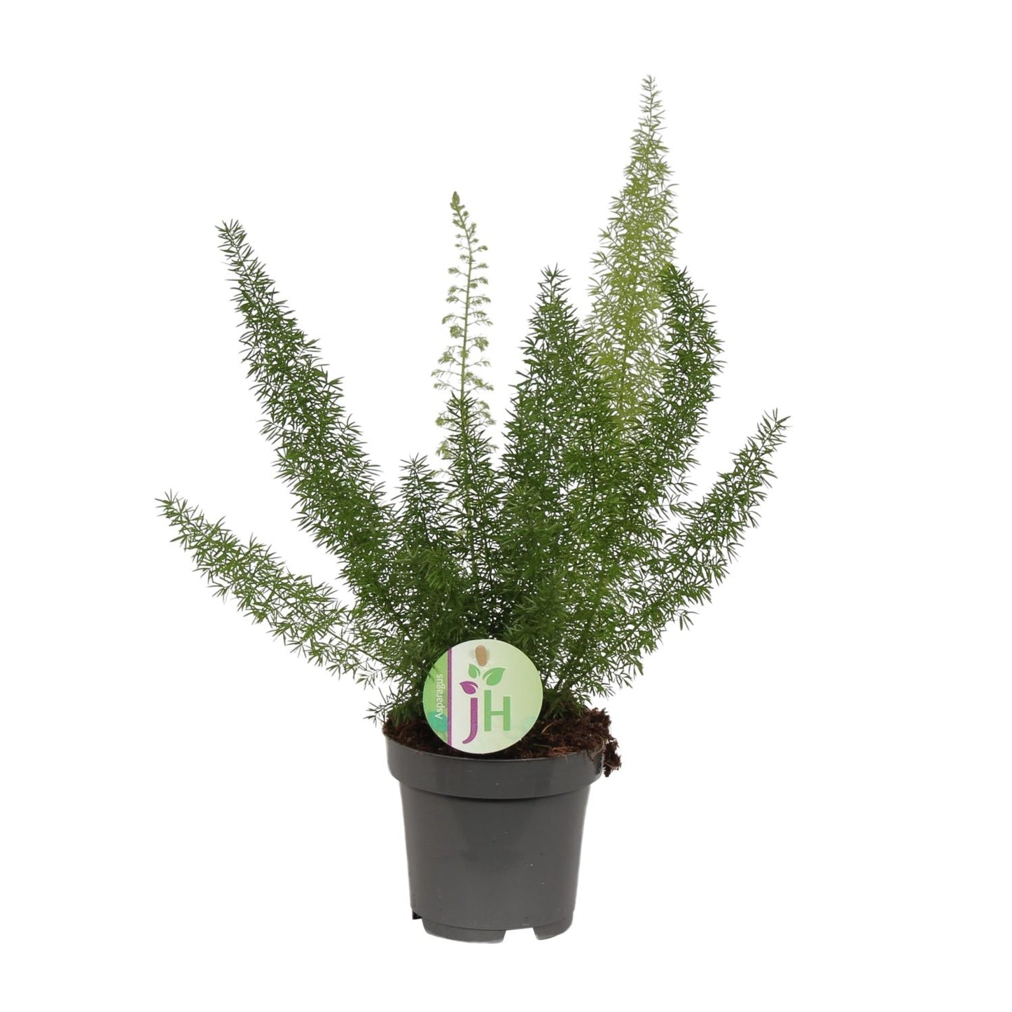 Asparagus Meyeri - Ø12cm - ↕35cm
