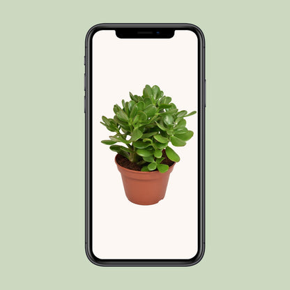 Crassula Ovata - Ø15cm - ↕21cm