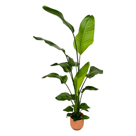 Weiße Strelitzie 130 cm mit rosa elho Topf