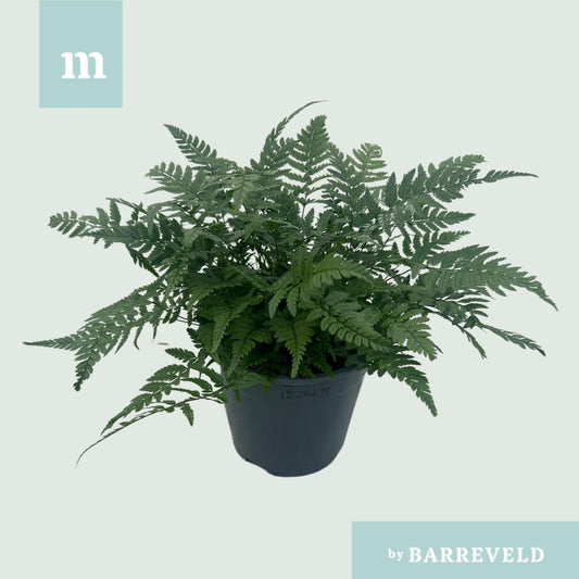 Polystichum Tsussimense 'Korean Rock Fern' 14cm (Buiten Varen, Garden Fern)