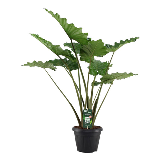 Elefantenohr 'Portodora' – 140 cm exotische Zimmerpflanze