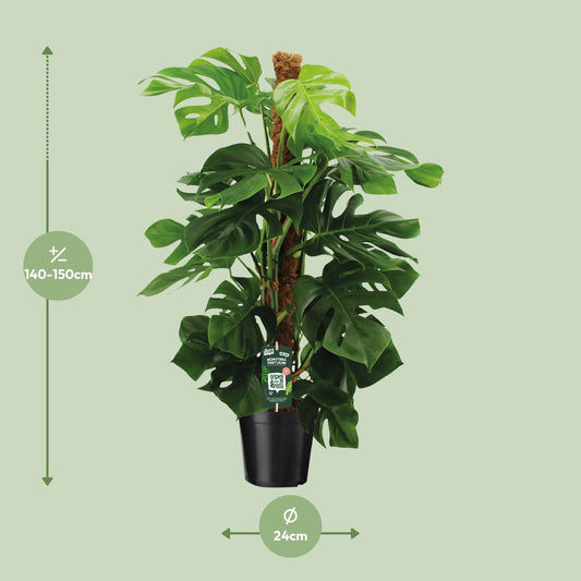 Monstera Pertusum - Ø24cm - ↕150cm