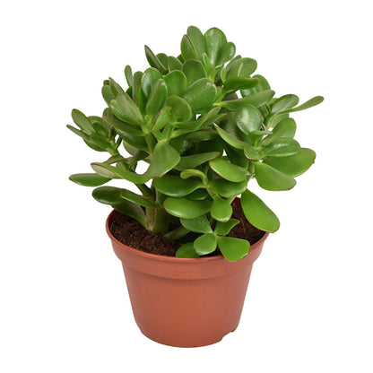 Crassula Ovata - Ø15cm - ↕21cm