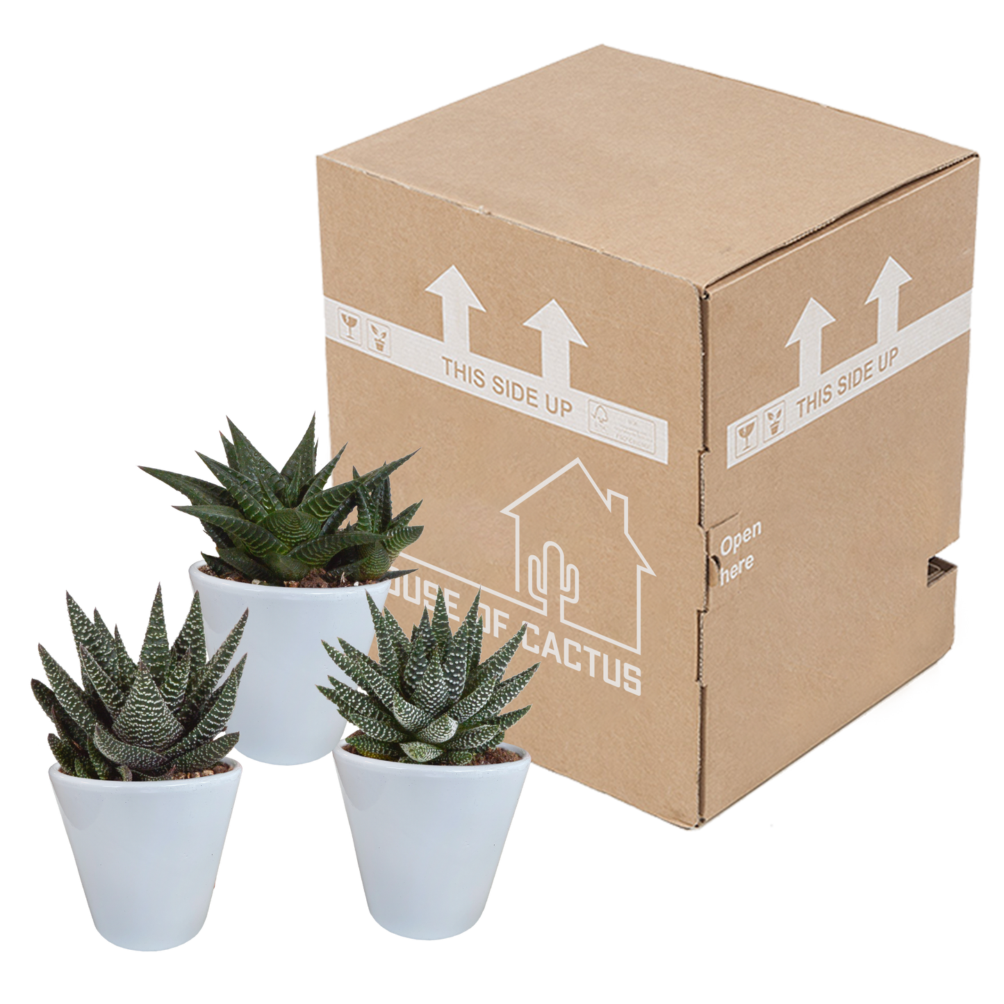 Gasterie & Haworthie Mix – 3er Set pflegeleichte Sukkulenten