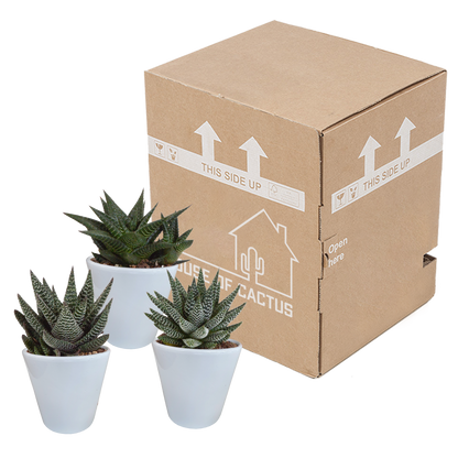 Gasterie & Haworthie Mix – 3er Set pflegeleichte Sukkulenten