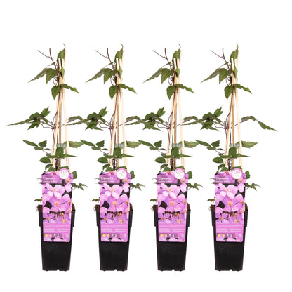 4x - Clematis Montana 'var. rubens' - ↨65cm - Ø15