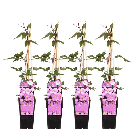 4x - Clematis Montana 'var. rubens' - ↨65cm - Ø15