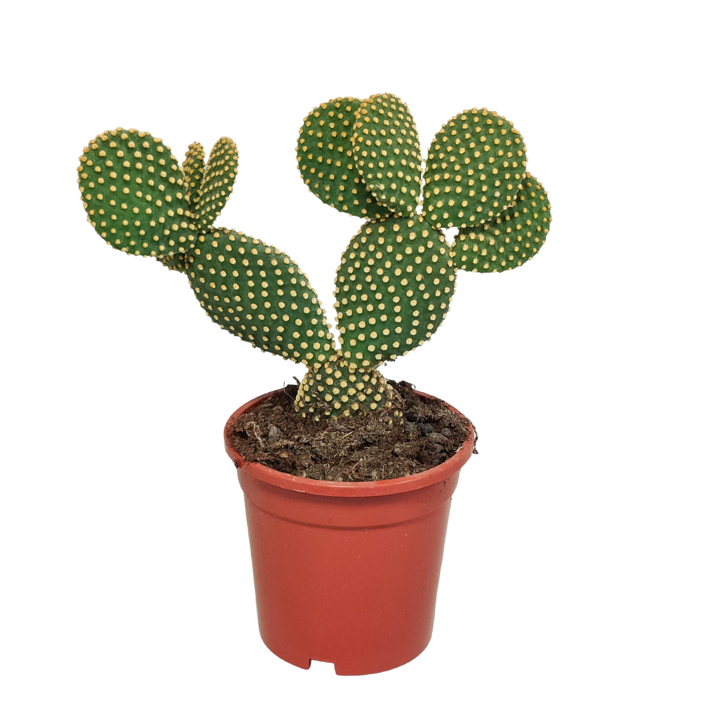 Haseohr-Kaktus 17 cm – pflegeleicht & dekorativ
