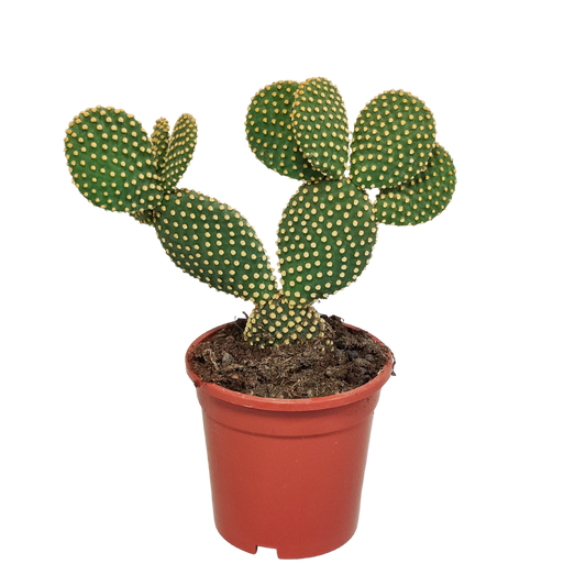Haseohr-Kaktus 17 cm – pflegeleicht & dekorativ