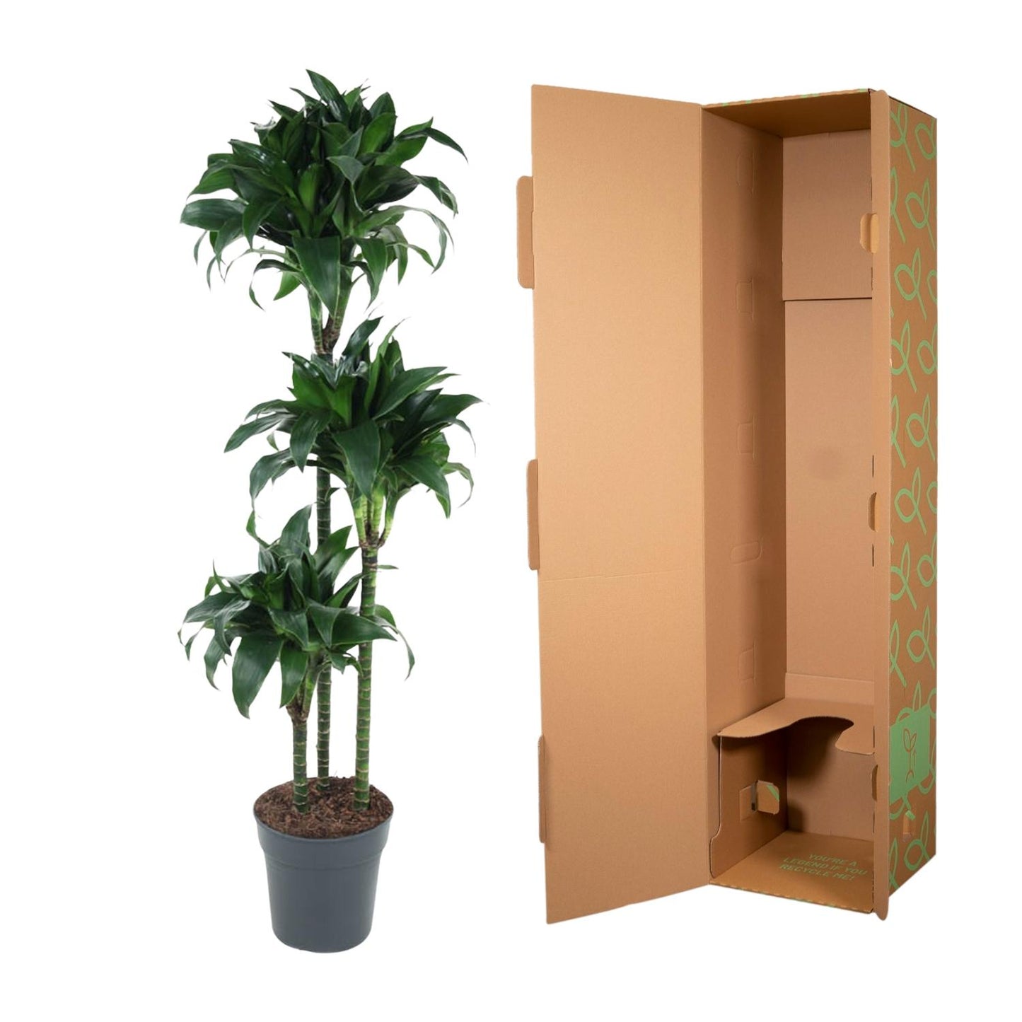 Drachenbaum 'Tatuade' 140 cm – Exotische Zimmerpflanze