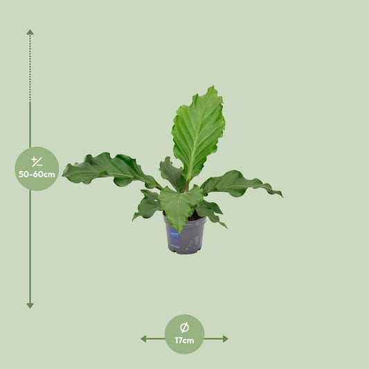 Anthurium Birdnes - Ø17cm - ↕55cm