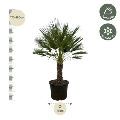 Zwergpalme auf Stamm – 150 cm mediterranes Flair