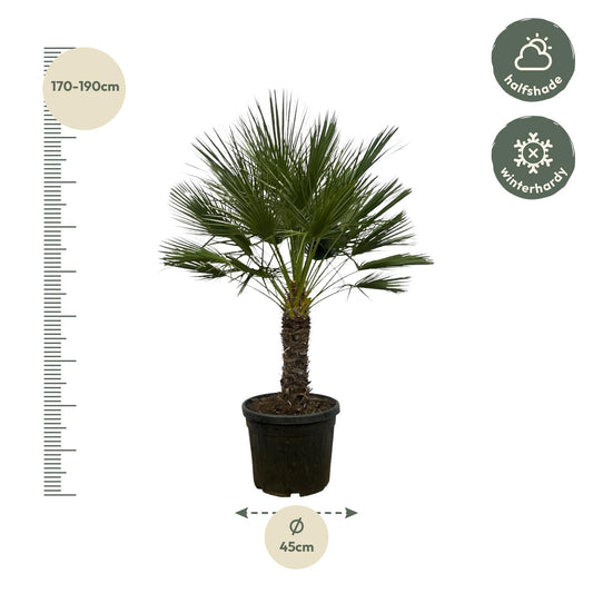 Zwergpalme auf Stamm – 150 cm mediterranes Flair