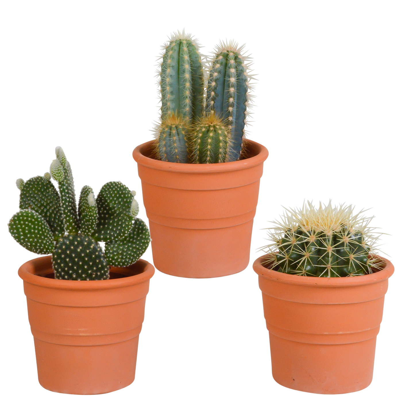 Kakteenmischung 10,5 cm - 3x - in terracotta pot