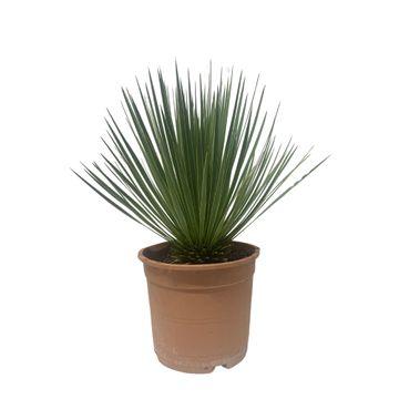 Yucca Rostrata – 60 cm pflegeleichte Palmlilie