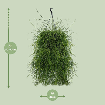 Rhipsalis Cassutha 25cm - Ø25cm - ↕60cm