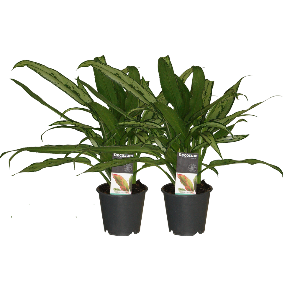 Aglaonema Cutlass - 2 stuks  - ø12cm - ↕30cm