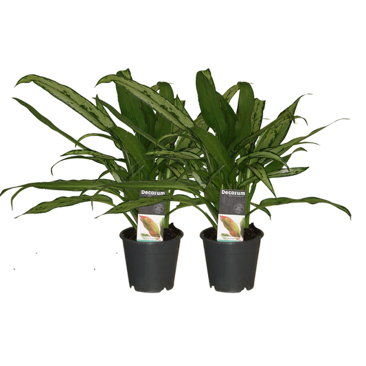 Aglaonema Cutlass - 2 stuks  - ø12cm - ↕30cm