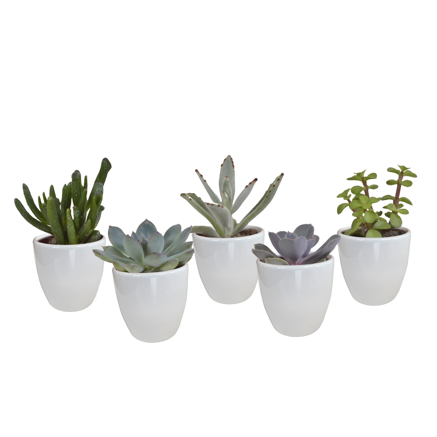 Vetplanten-Mischung 5,5 cm - 5x - in witte pot
