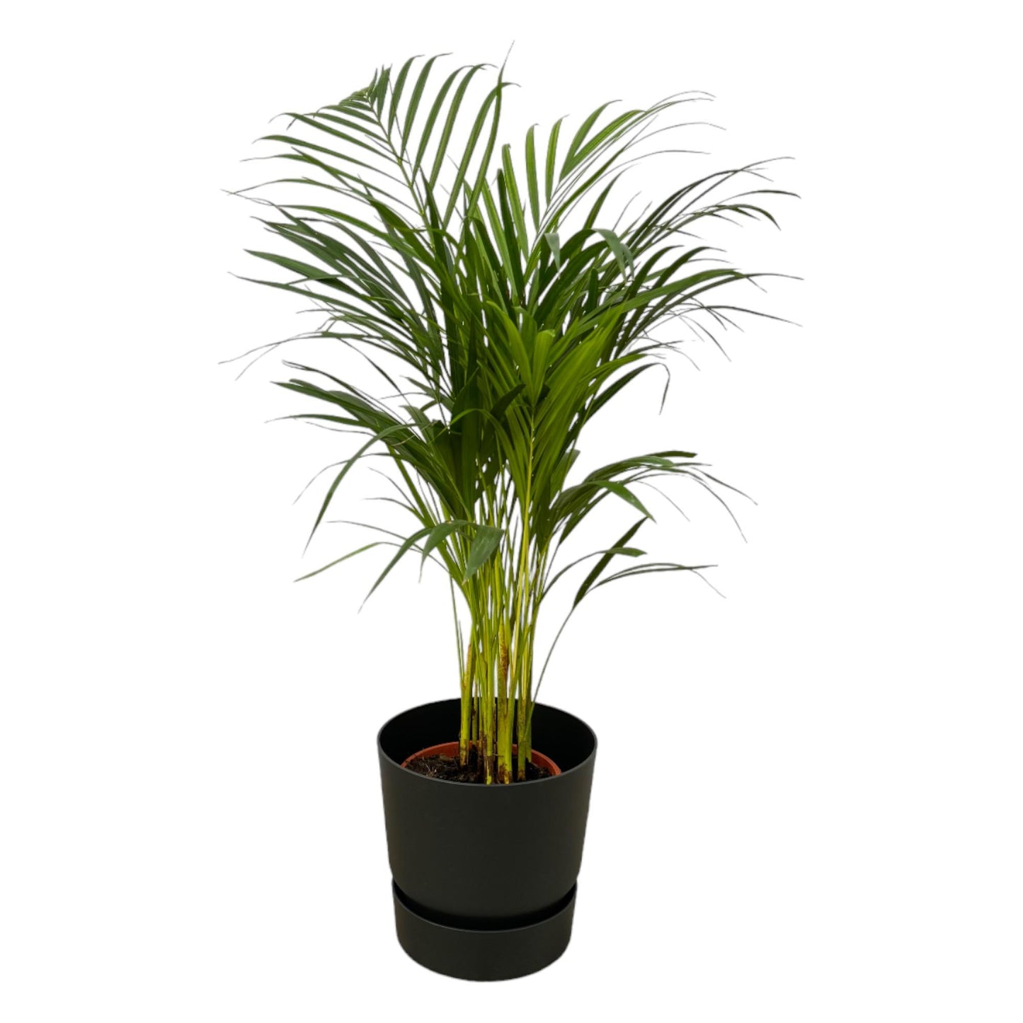 Goldfruchtpalme 85 cm – Tropische, pflegeleichte Zimmerpflanze