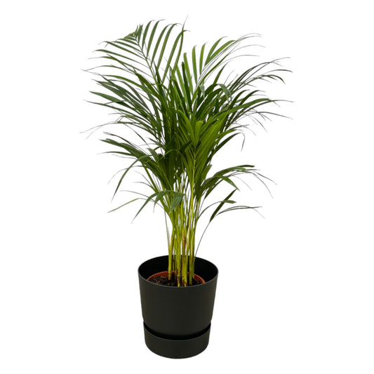 Goldfruchtpalme 85 cm – Tropische, pflegeleichte Zimmerpflanze