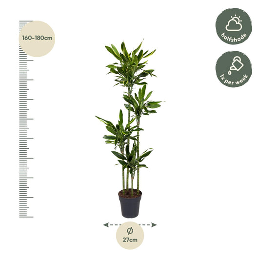 Drachenbaum Golden Coast – 170 cm pflegeleichte Zimmerpflanze