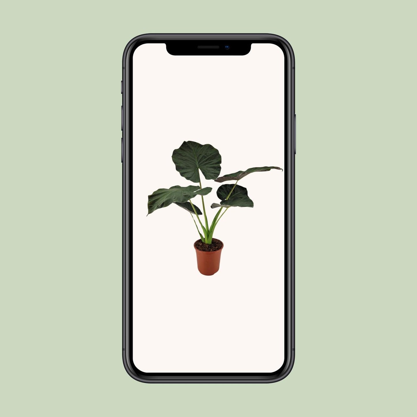 Alocasia Regal Shield - Ø27cm - ↕100cm