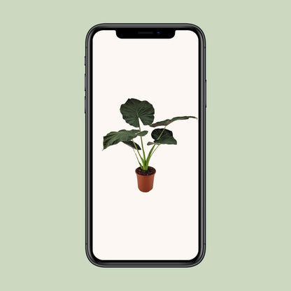 Alocasia Regal Shield - Ø27cm - ↕100cm