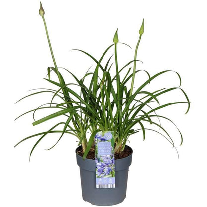 Agapanthus 'Ever Sapphire' - Ø19cm - ↕30cm