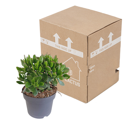 Crassula Minova – Rote Kanten Sukkulente 17 cm
