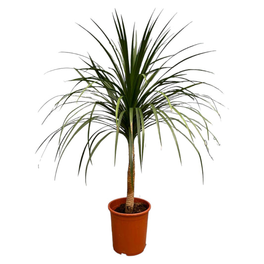 Drachenbaum 120 cm – Exotisch & Pflegeleicht