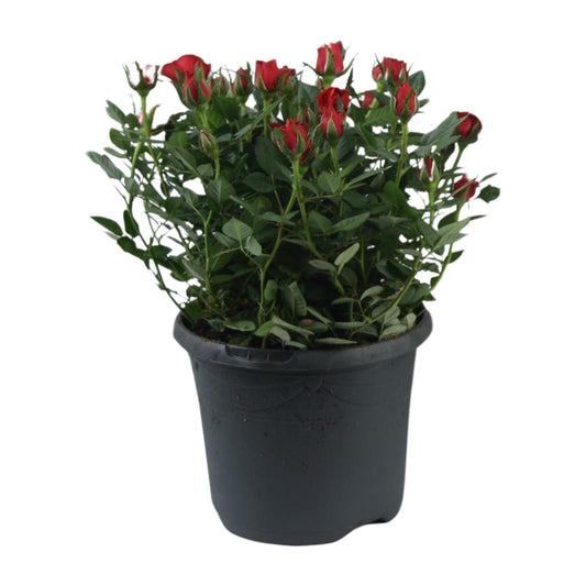Rosa Jewel Patio Hot - Ø17cm - ↕30cm
